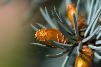 Picea pungens 'Argentea' - smrk pichlavý - pupen